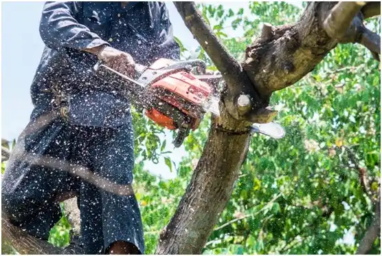 tree services Hamilton